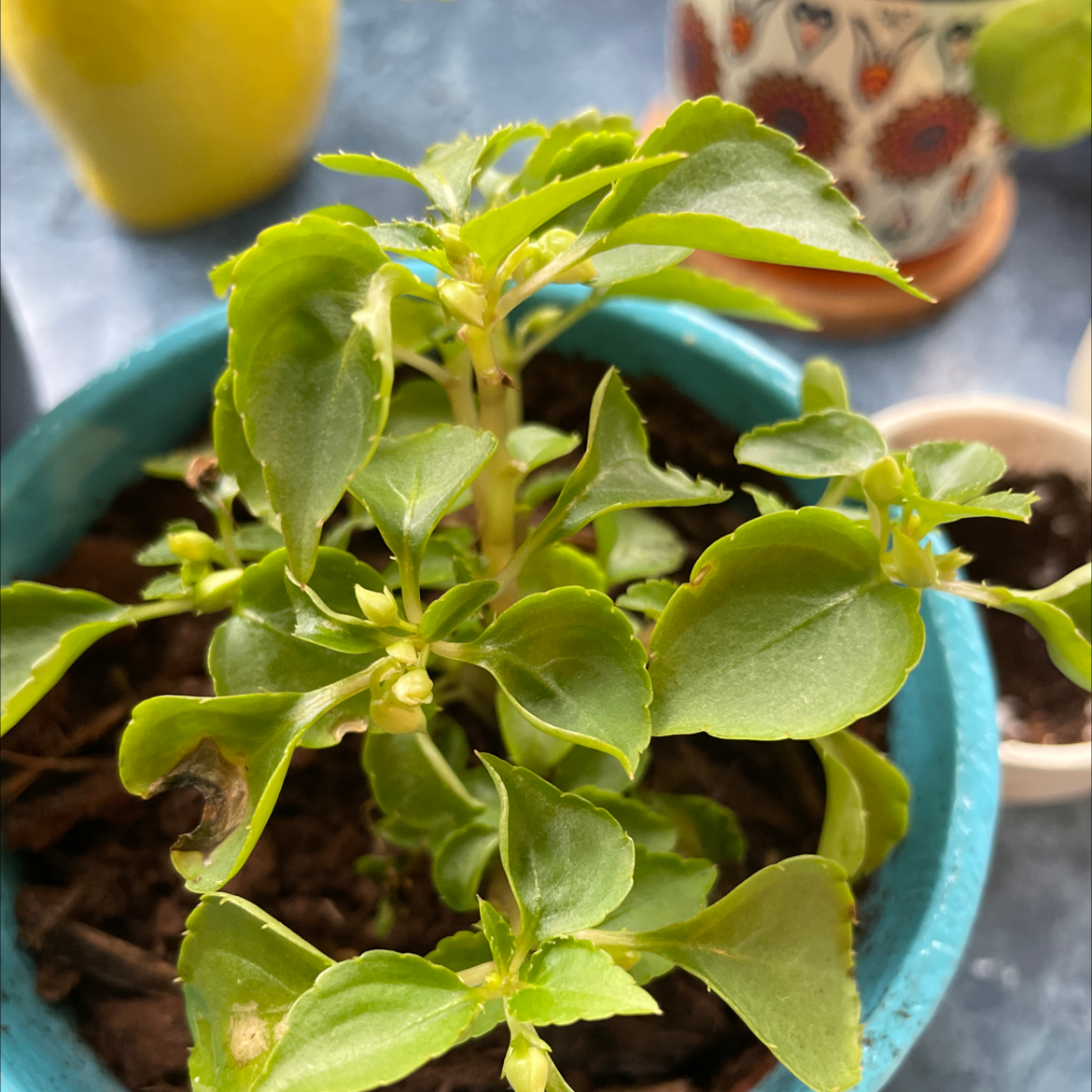 Buzzy Lizzy plant in a blue pot with healthy green leaves and visible soil.