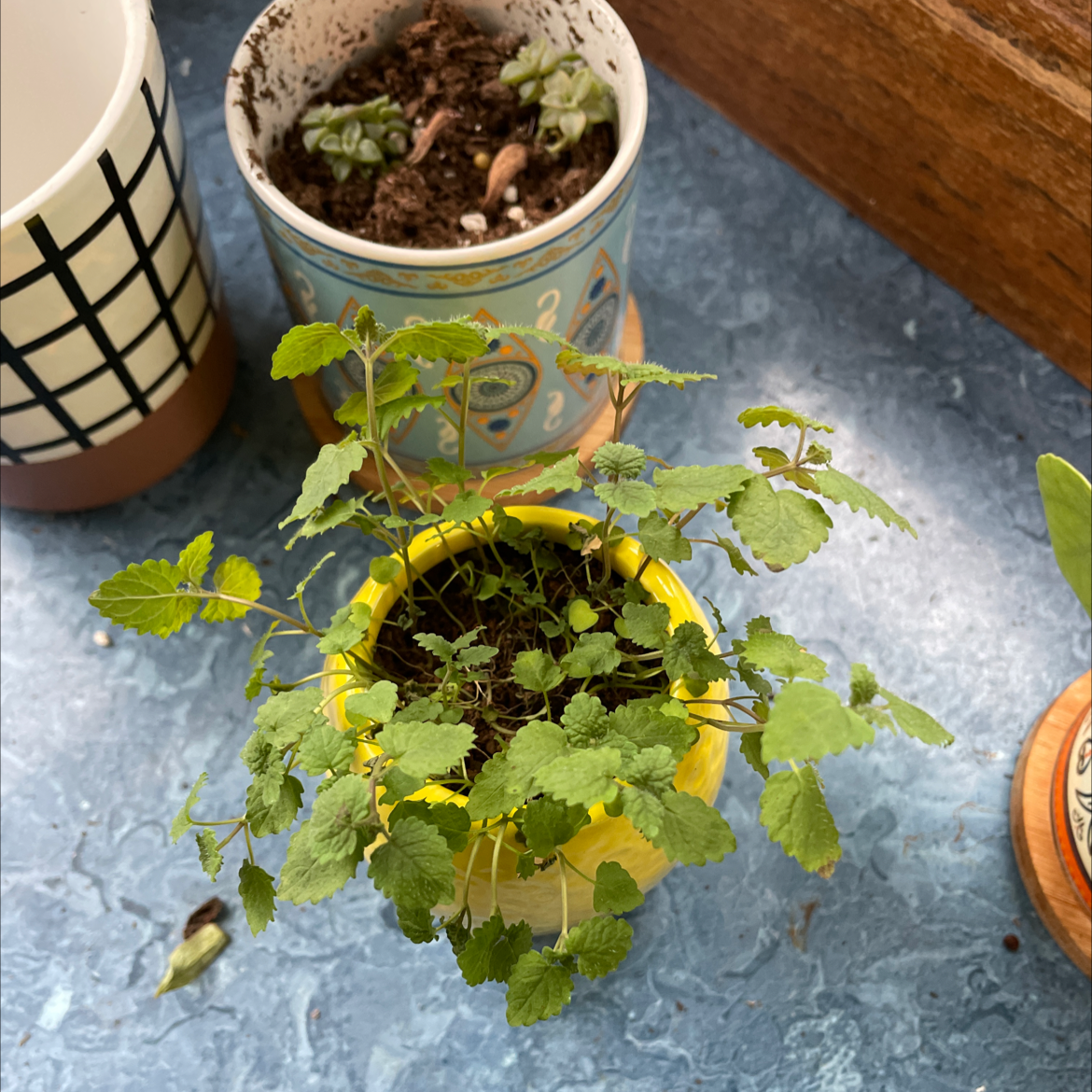 Lemon Balm plant in a yellow pot with visible soil, healthy green leaves, and no signs of disease.