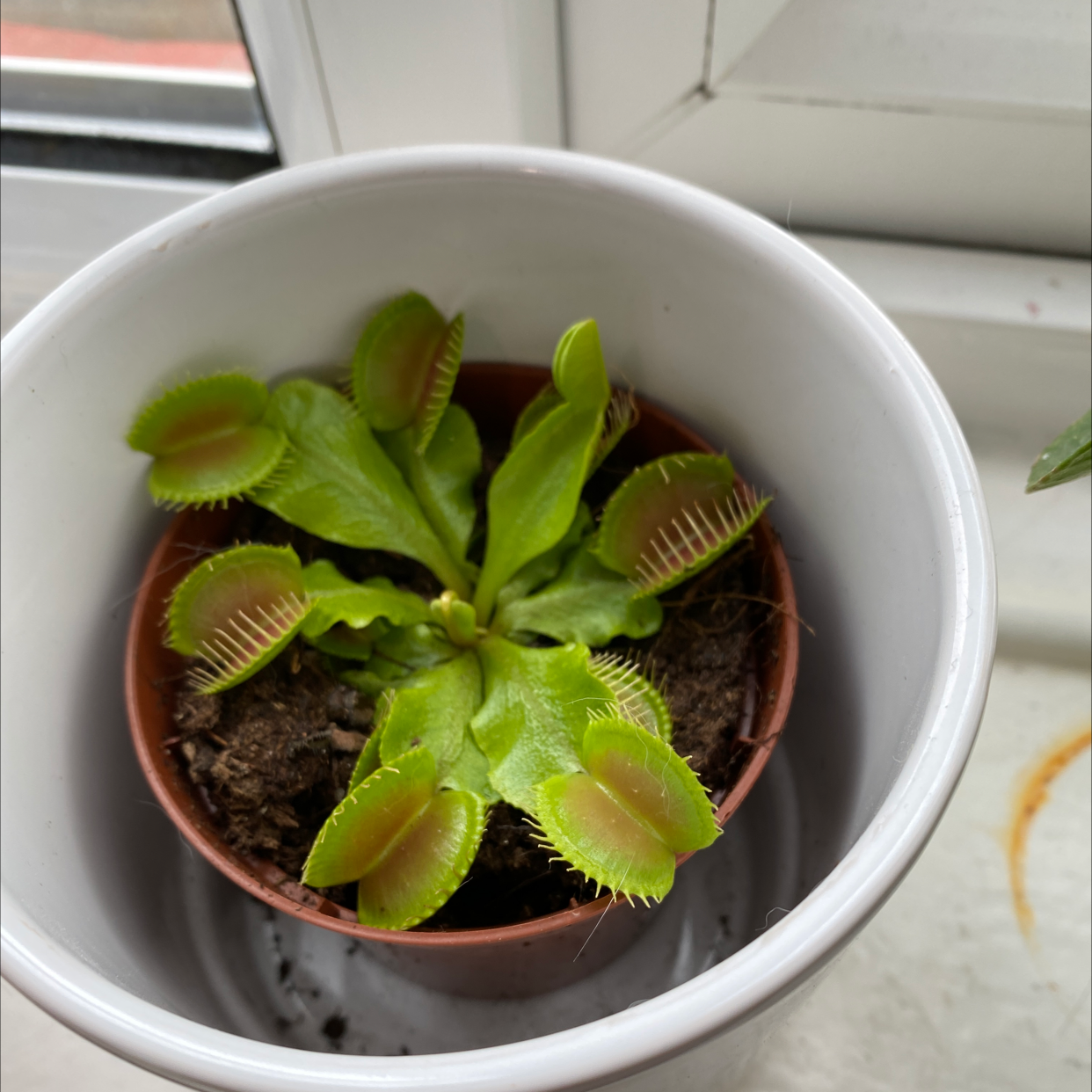 Red Piranha plant photo by Shannon named Vivienne on Greg, the plant care app.
