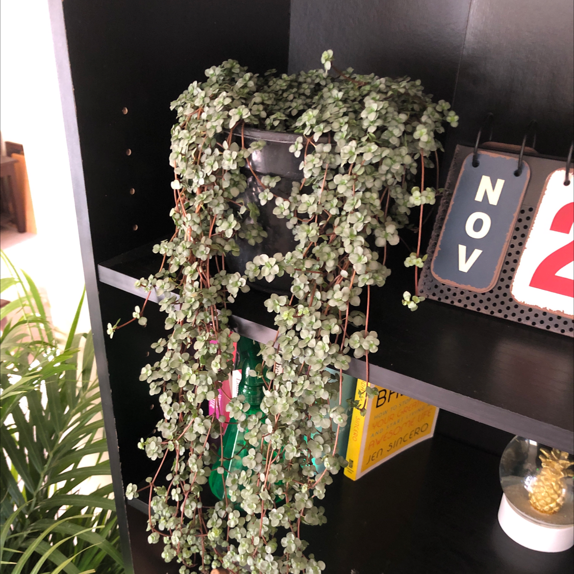 Photo of the plant species Pilea 'Aquamarine' by Elyse named Dolores on Greg, the plant care app