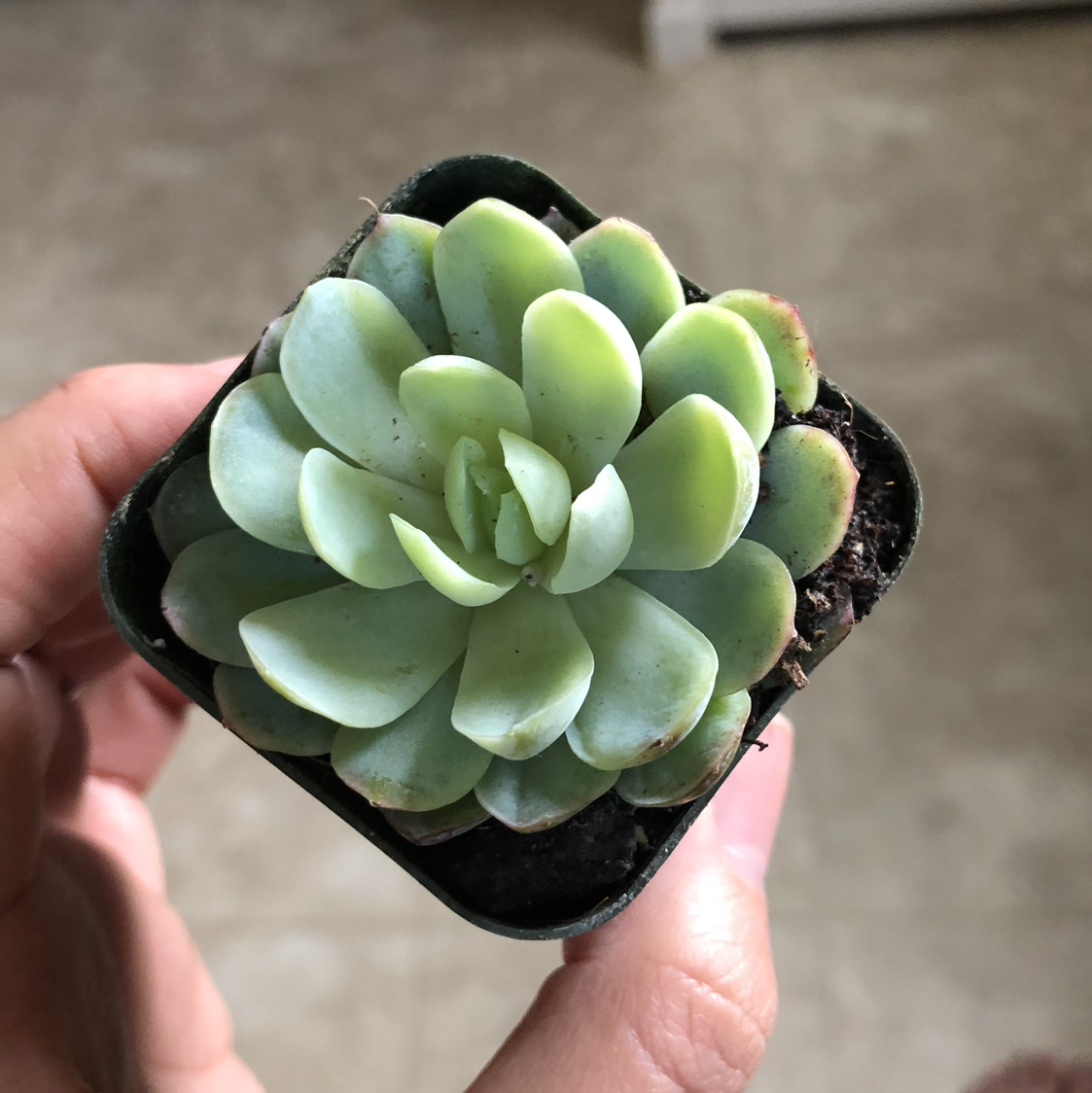 Blue Echeveria plant held by a hand, showing green fleshy leaves.