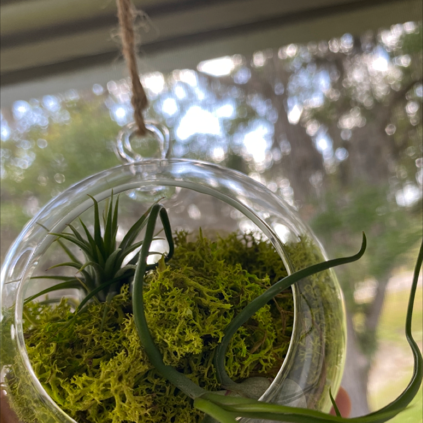 Spanish Moss plant in a glass terrarium hanging by a string, with a blurred background.