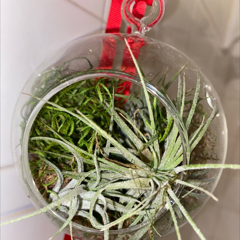 Small Ballmoss plant inside a transparent hanging ornament with a red ribbon.