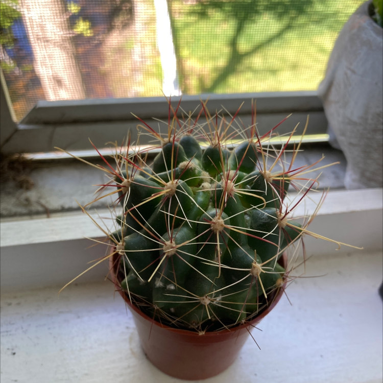 Texas Barrel Cactus on a windowsill, healthy with prominent spines.