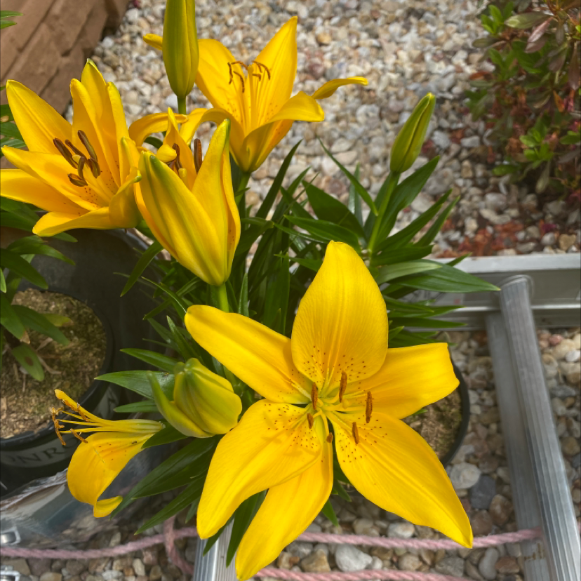 Vibrant Orange Lily plant with multiple healthy blooms in a pot.