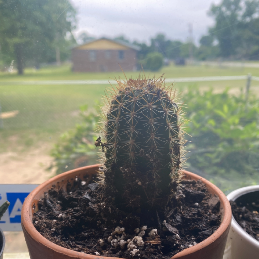 Photo of the plant species Armatocereus godingianus by @krjohnson01 named stimpy on Greg, the plant care app