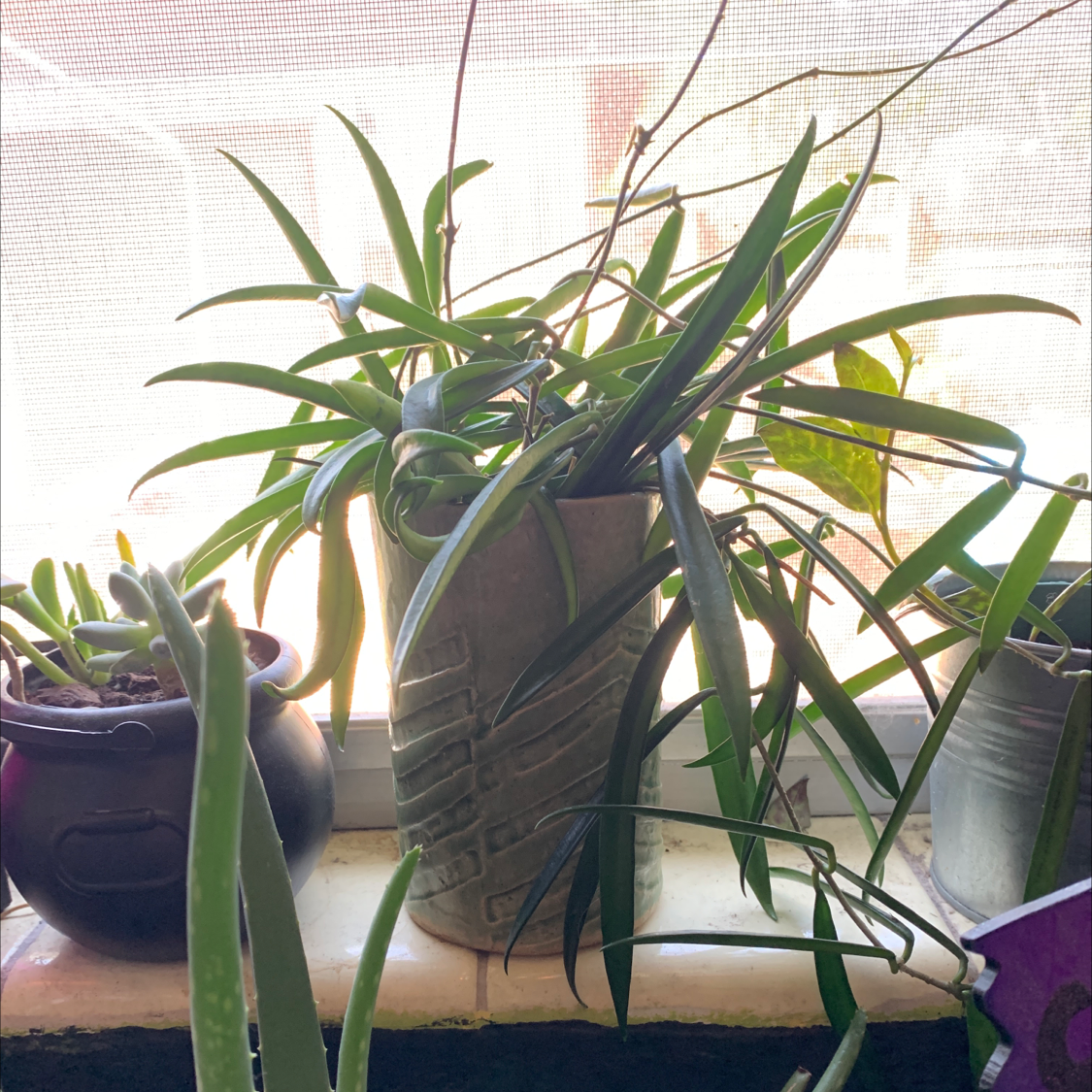 Hoya shepherdii plant in a pot on a windowsill with long, slender leaves.