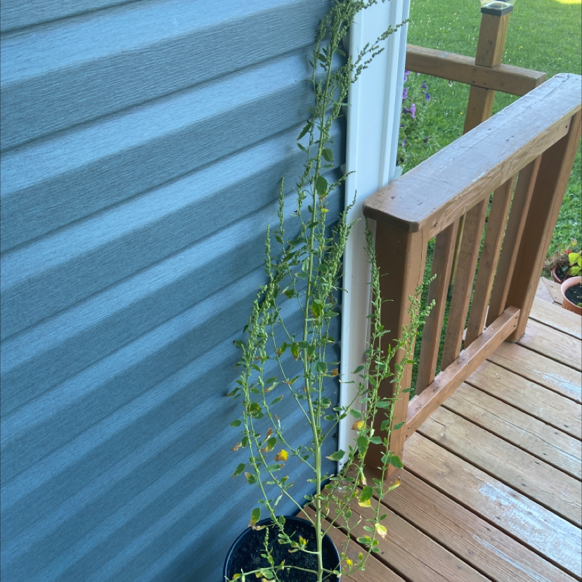 Lateflowering Goosefoot plant in a pot, leaning against a house wall with some yellowing leaves.