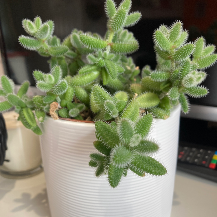 Healthy Pickle Plant in a white pot with thick, green, spiky leaves.