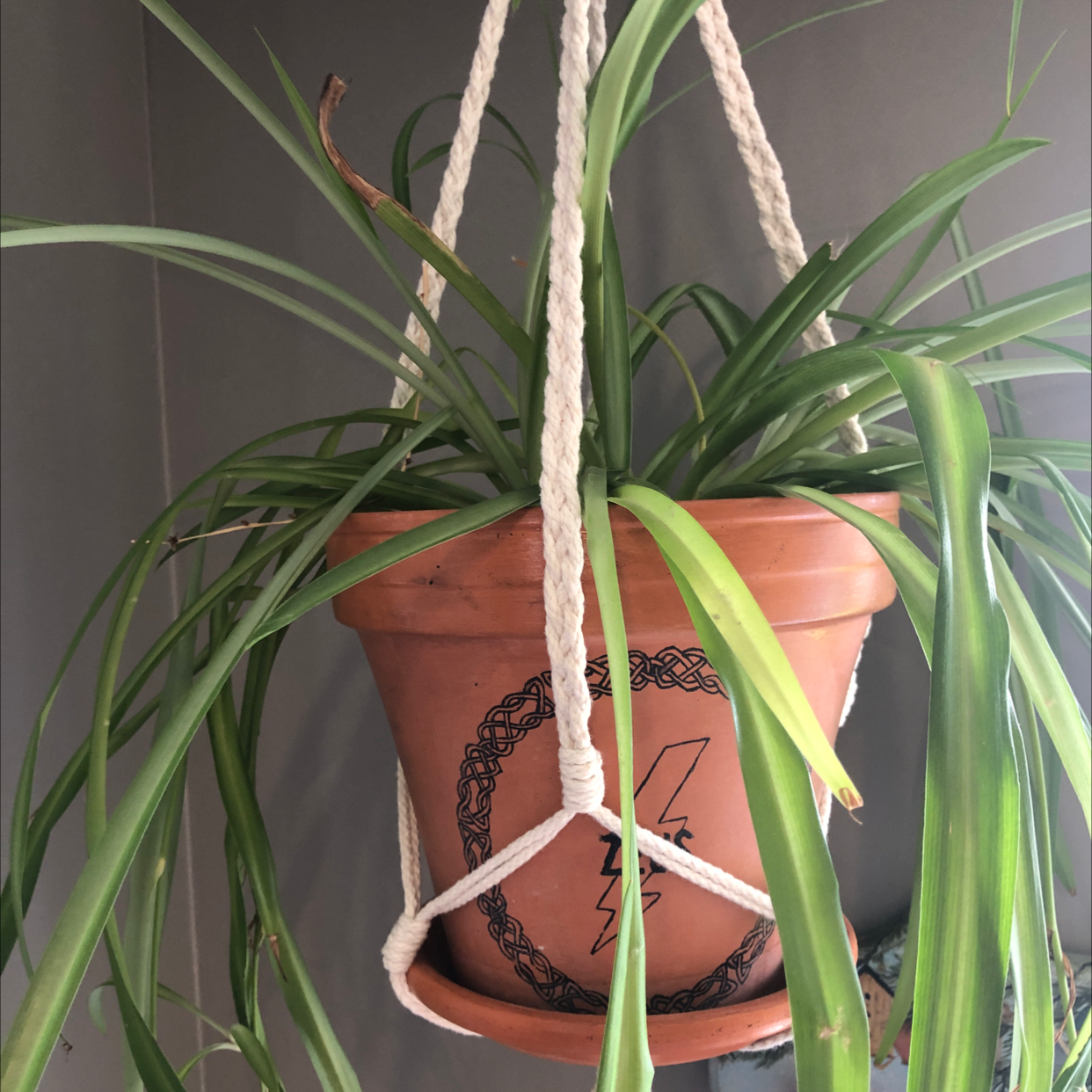 Spider Plant plant photo by @EmJSewell named Zeus on Greg, the plant care app.
