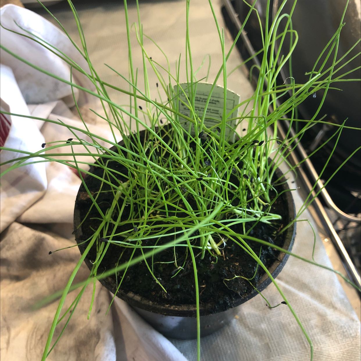 Potted wild chives plant with thin, green leaves, appearing healthy.
