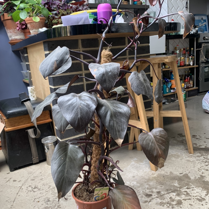 Royal Queen Philodendron plant in a pot with dark, heart-shaped leaves, some showing browning.
