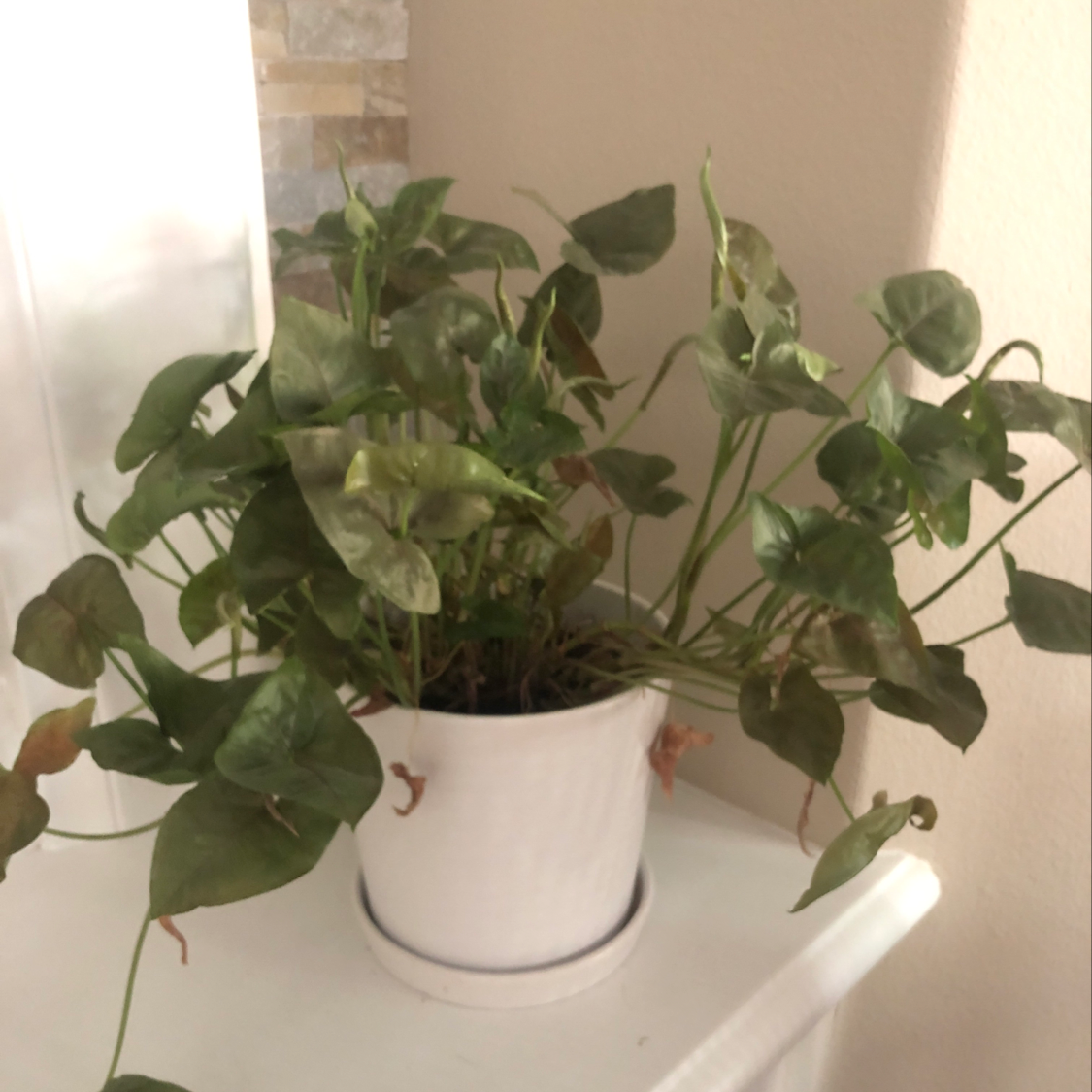 Red Heart plant photo by @Colin named Messi on Greg, the plant care app.