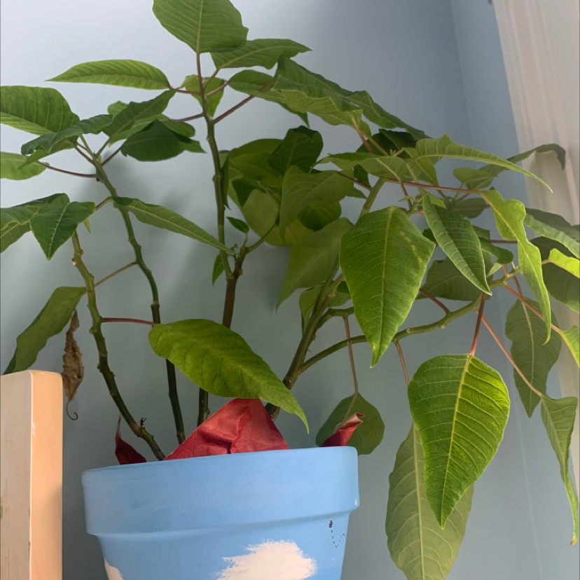 Poinsettia plant in a blue pot with some browning leaves.