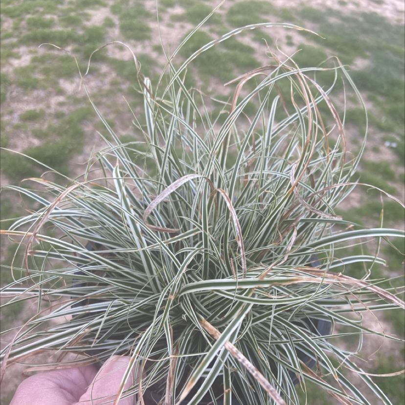 Photo of the plant species Pubescent Sedge by Carrie named Gemma on Greg, the plant care app