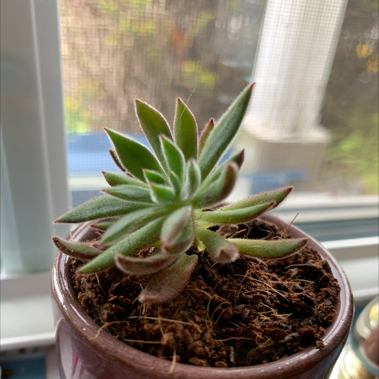 Echeveria 'Arrow Setosa' succulent in a small pot on a windowsill, healthy green leaves.