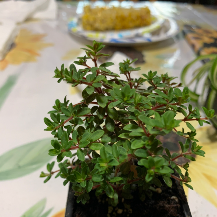 Healthy Common Purslane plant with green leaves and red stems in a small pot.