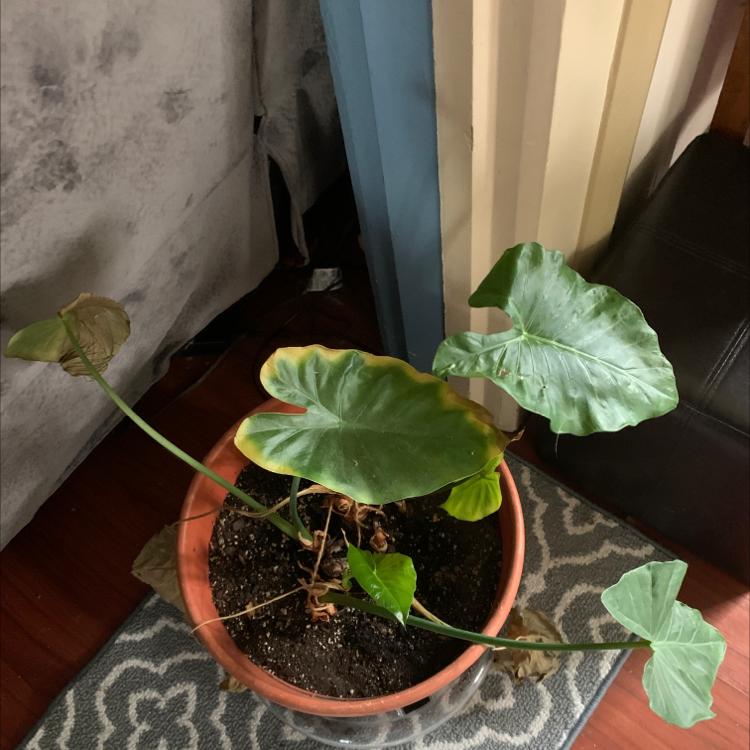Potted Arrowleaf Elephant Ear plant with yellowing and browning leaves, visible soil.