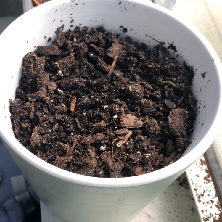 White pot filled with soil, no visible plant.