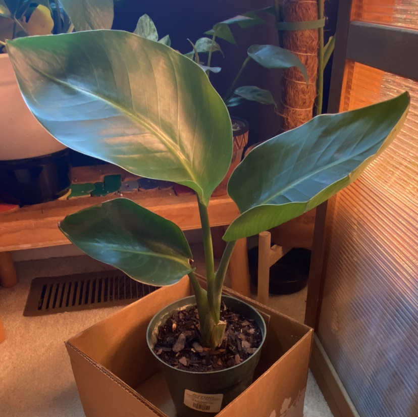 Bird of Paradise plant photo by Reeghan named Bird of Paradis on Greg, the plant care app.