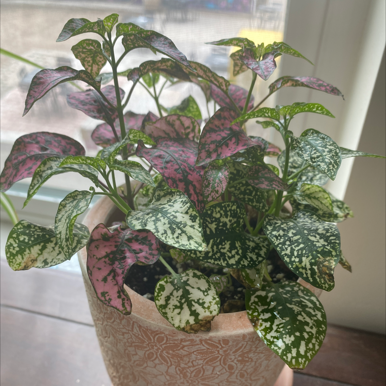 Polka Dot Plant plant photo by @glokell420 named Sol on Greg, the plant care app.