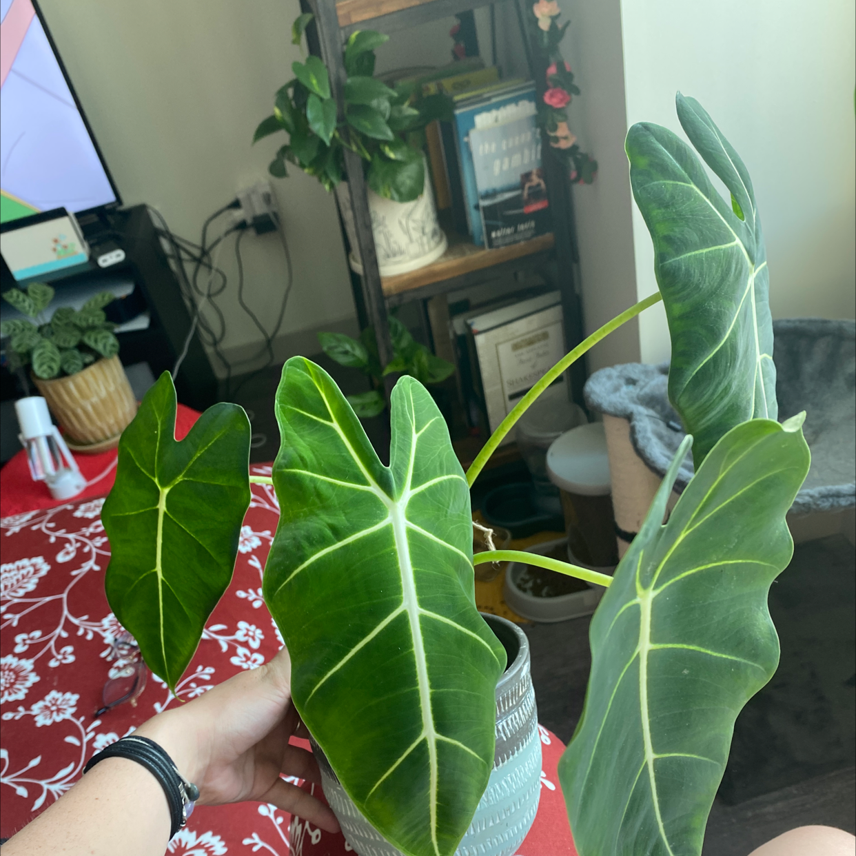 Alocasia 'Frydek' plant photo by @glokell420 named Prince on Greg, the plant care app.