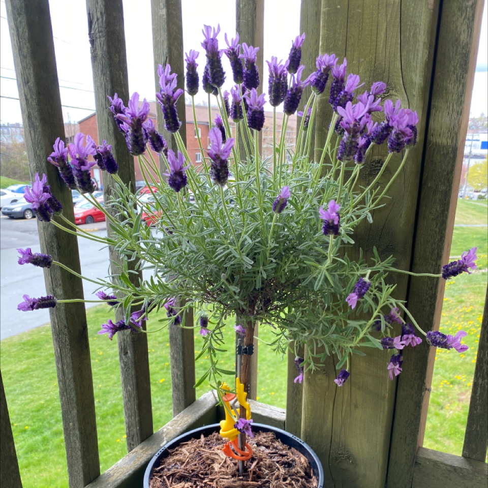 Photo of the plant species Lavender by @HistoryBuffAlex named Lavando da Vinci on Greg, the plant care app