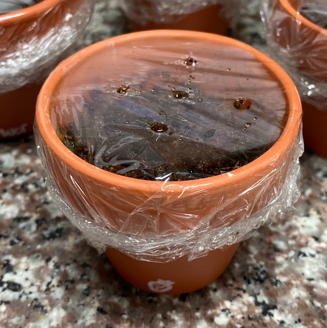 🍓 How to Know When to Repot a Strawberry?