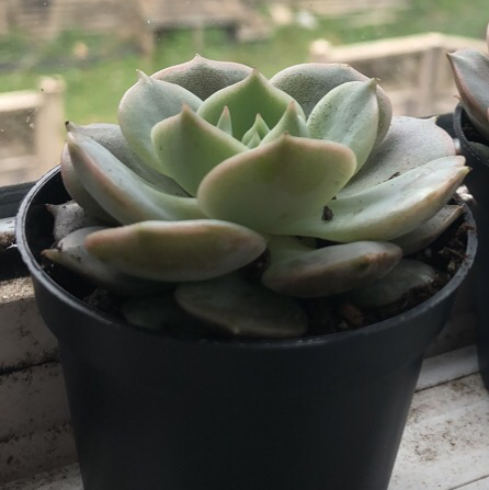 Photo of the plant species Echeveria 'Lola' by @graveyardorchids named tommy on Greg, the plant care app