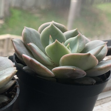 Photo of the plant species Echeveria 'Lola' by @graveyardorchids named tubbo on Greg, the plant care app