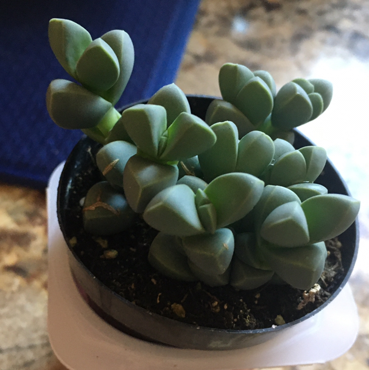 Healthy Beads Lampranthus succulent in a pot with visible soil.