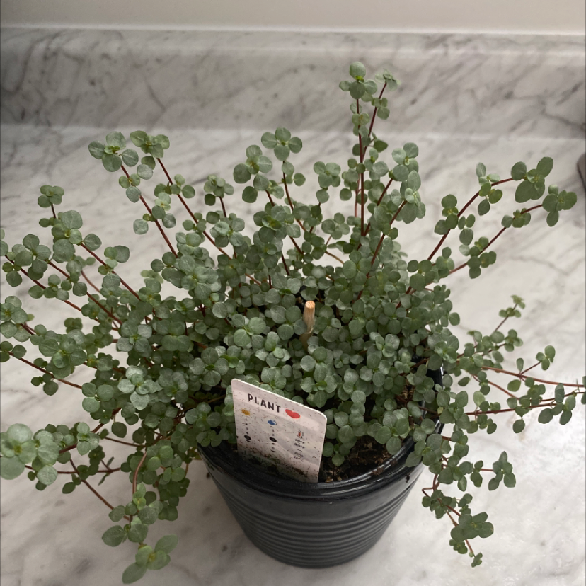 Pilea 'Aquamarine' plant in a pot with healthy green leaves.