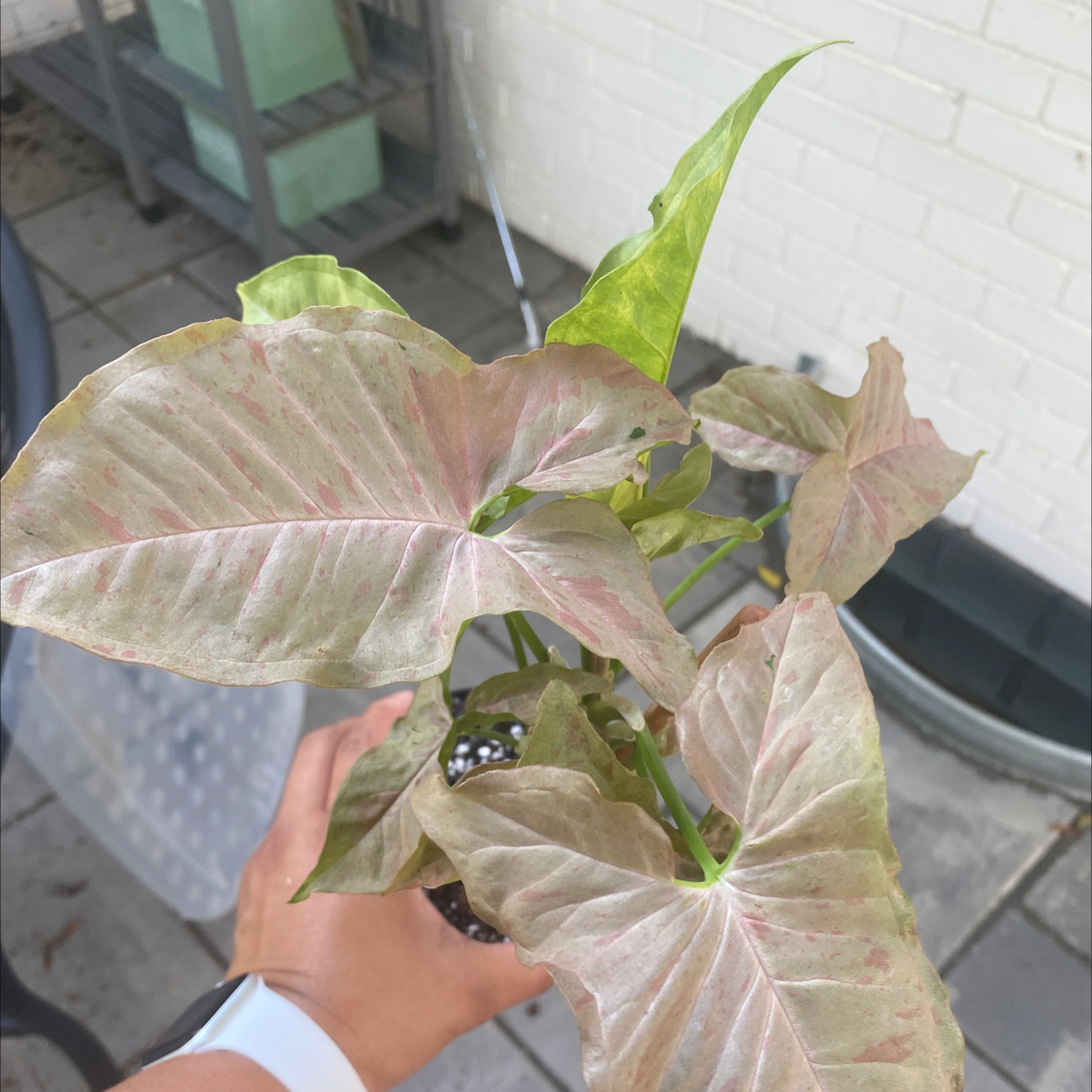Syngonium 'Pink Spot' plant with some yellowing and browning leaves, held by a hand.