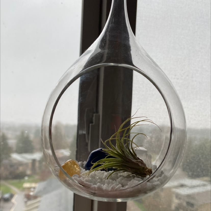 Spreading Airplant (Tillandsia) in a glass terrarium, well-lit and healthy.
