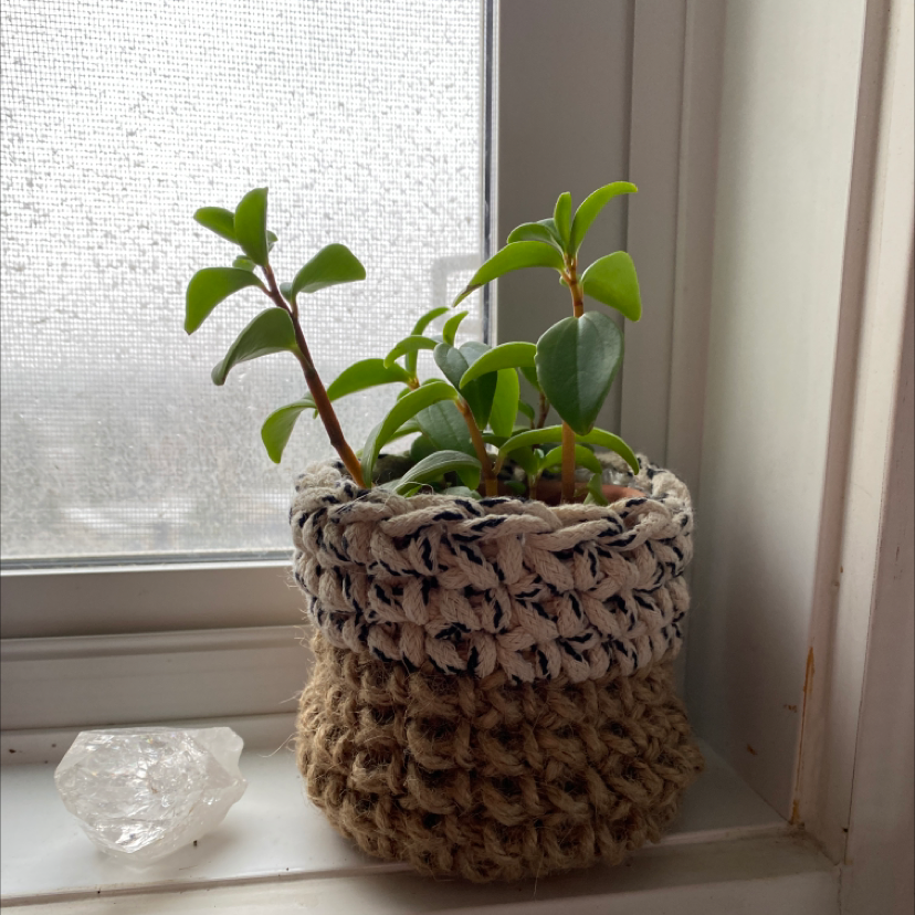 Peperomia 'Amigo Marcello' plant in a woven basket on a windowsill.