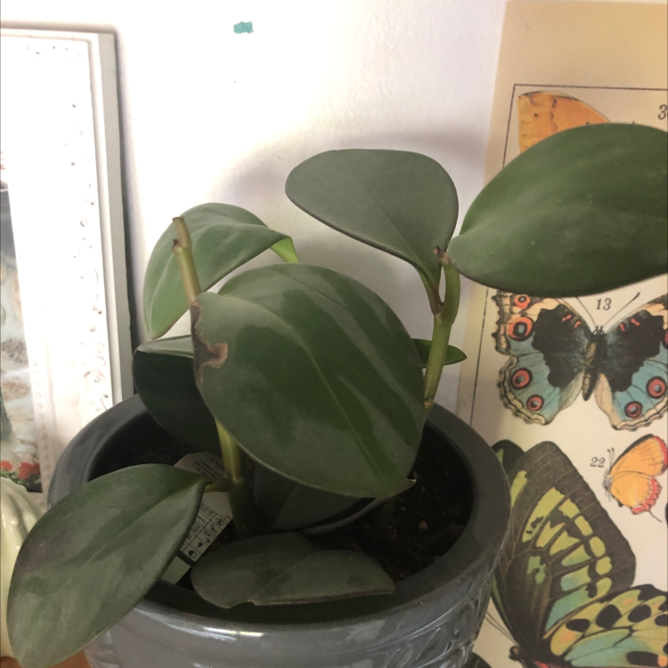 Baby Rubber Plant plant photo by @iluvdavidbowie named Darwin on Greg, the plant care app.