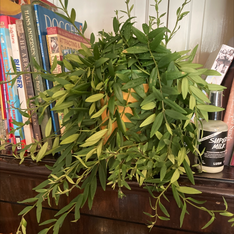 Lipstick plant 'Japhrolepsis' uploaded to the Greg plant app by @amfish54