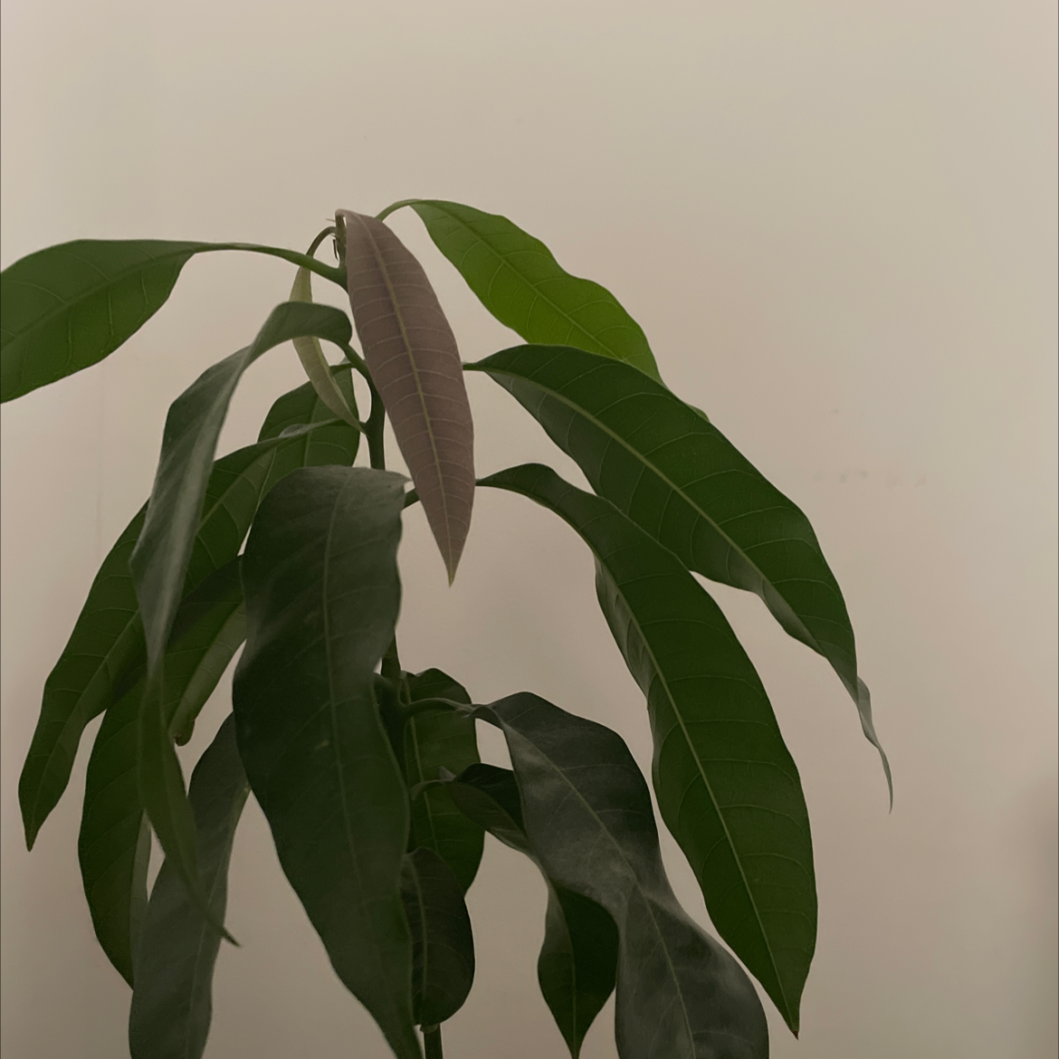 Healthy mango plant with large, glossy green leaves, free of discoloration or disease, well-framed and in focus.