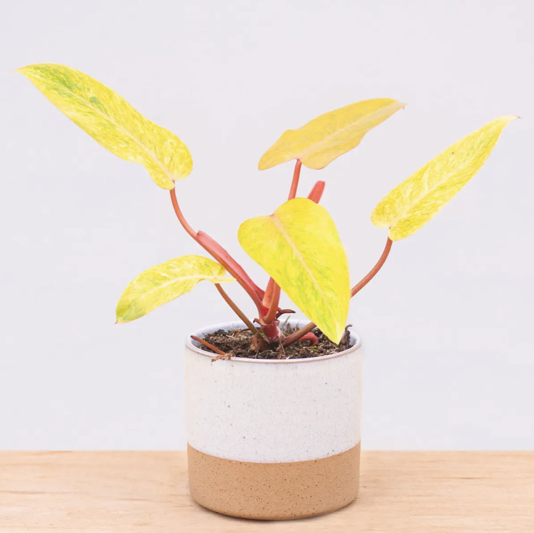 Photo of the plant species Philodendron 'Painted Lady' by @calpagnano named Philodendron Painted Lady on Greg, the plant care app