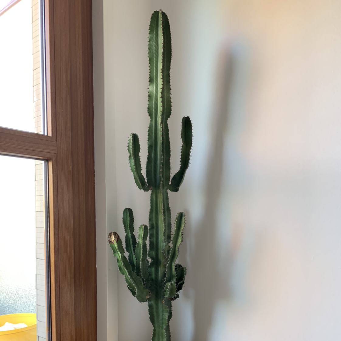 Giant African Candelabra Tree indoors near a window, healthy with multiple arms.