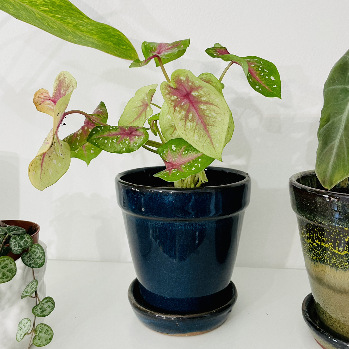 Photo of the plant species caladium rose bud by @calpagnano named Caladium Maculato on Greg, the plant care app