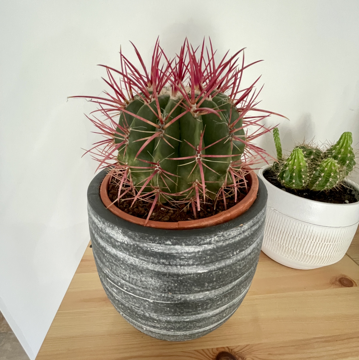 Fire Barrel Cactus in a pot with vibrant red spines and green body. Another cactus in the background.
