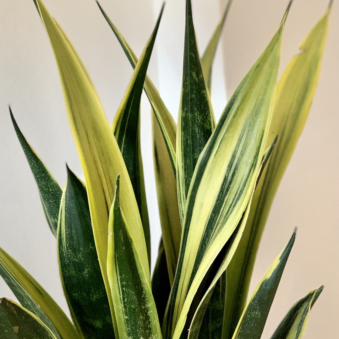 Photo of the plant species Golden Flame Snake Plant by @calpagnano named Sanseveria Trifasciata on Greg, the plant care app