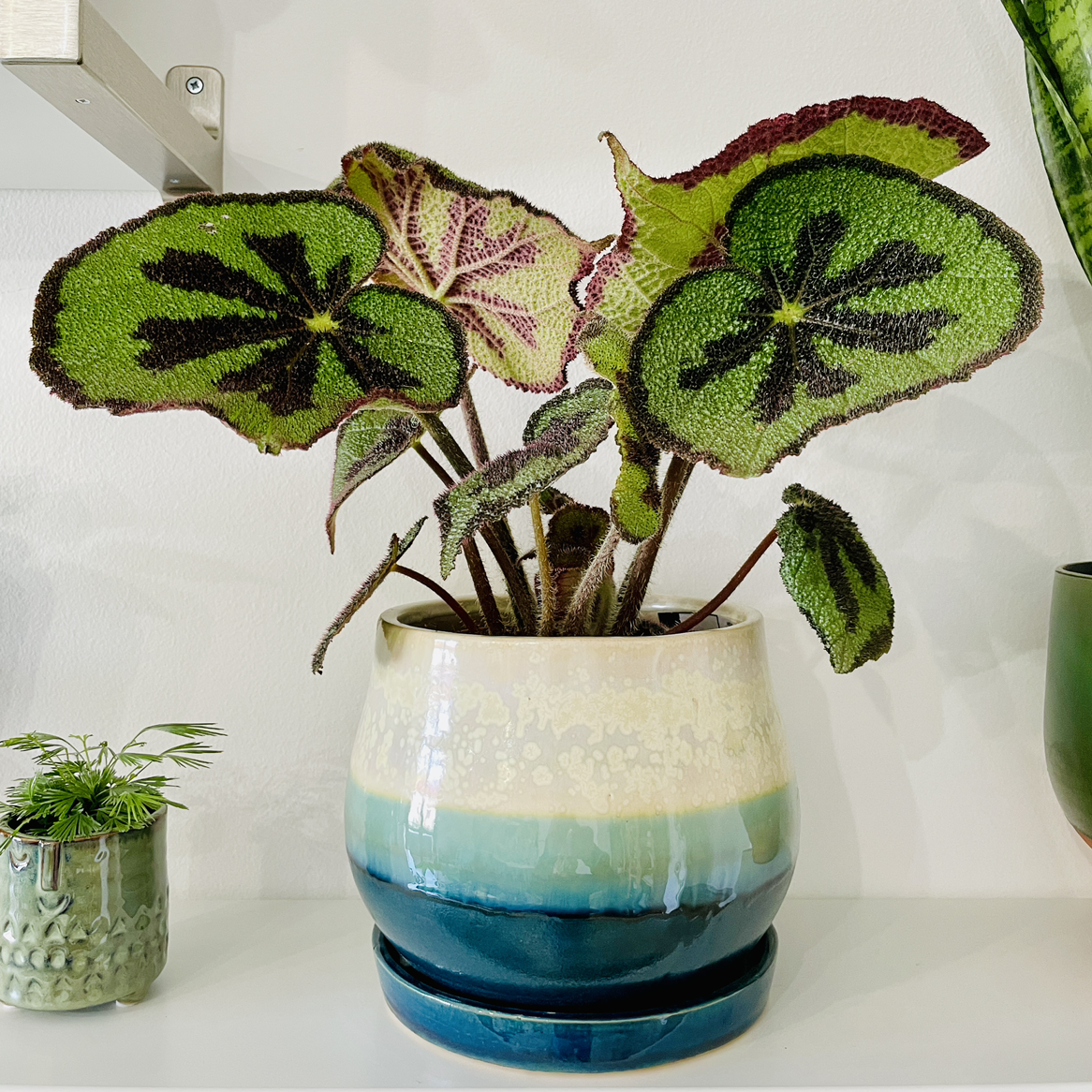Iron Cross Begonia in a decorative pot with vibrant green leaves and dark cross patterns.
