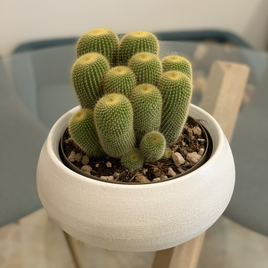 Photo of the plant species Parodia Leninghausii by @calpagnano named Parodia leninghausii on Greg, the plant care app