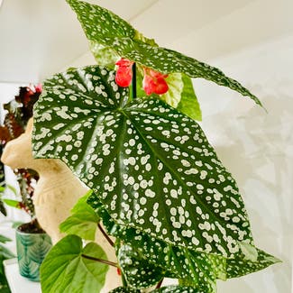 Polka Dot Begonia plant in Milano, Lombardia