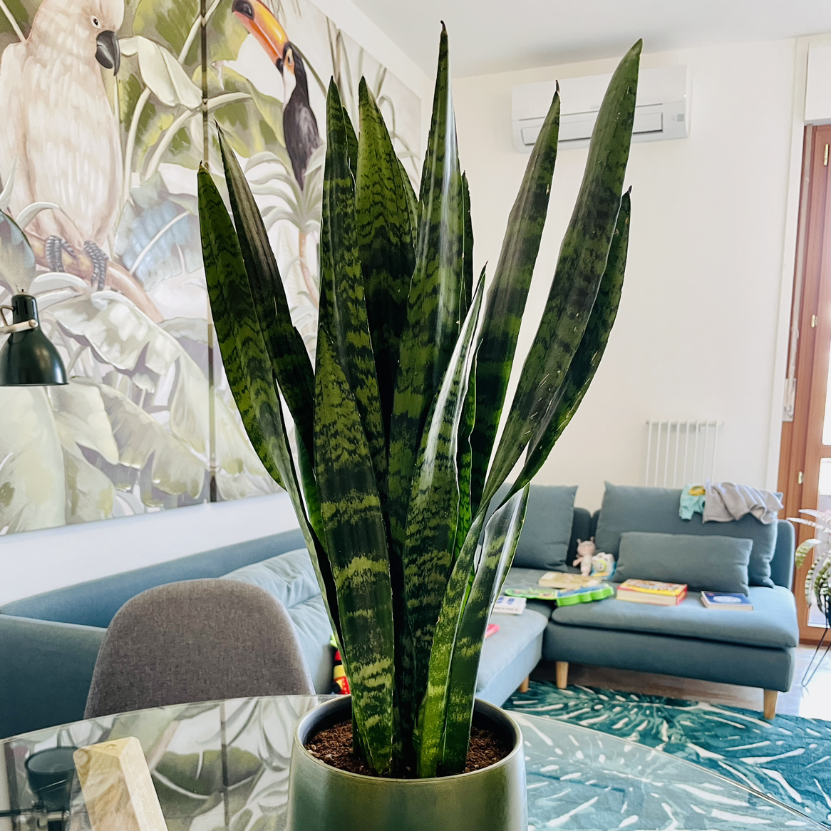 Zeylanica Snake Plant in a pot indoors with green patterned leaves.