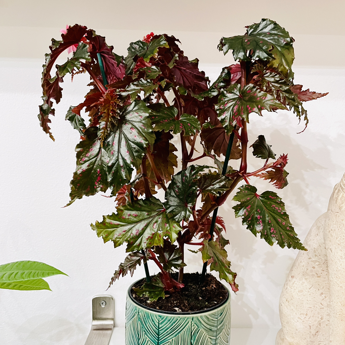 Photo of the plant species Begonia serratipetala by @calpagnano named Begonia Serratipetala on Greg, the plant care app