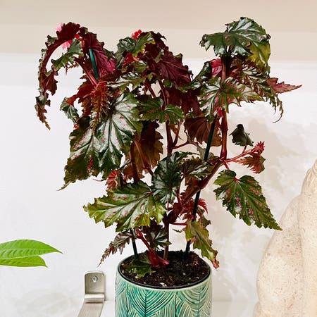 Photo of the plant species Begonia serratipetala by Calpagnano named Begonia Serratipetala on Greg, the plant care app