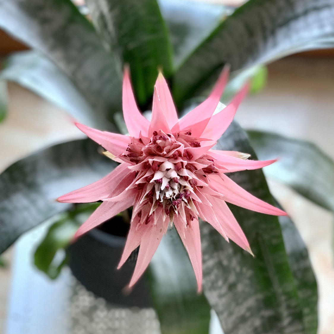 Photo of the plant species Urn Plant by @calpagnano named Aechmea fasciata on Greg, the plant care app